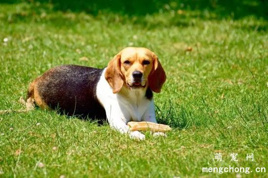 比格犬如何选购 ？比格犬选购技巧