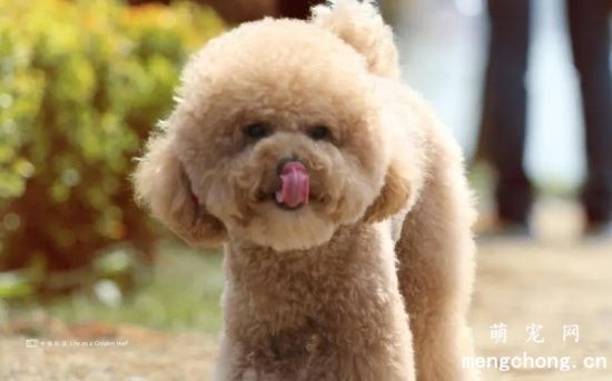泰迪多大算成犬？泰迪能活多少年？