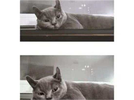 爰猫爱狗动物医院