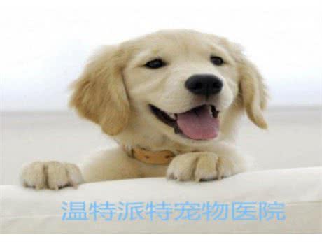 温特派特宠物医院