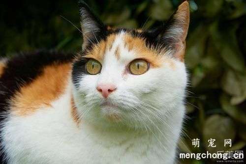 猫咪尿路感染怎么办 从细节上注意预防