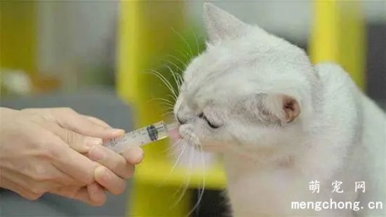 猫得了猫癣怎么办 幼猫的猫癣治疗方法