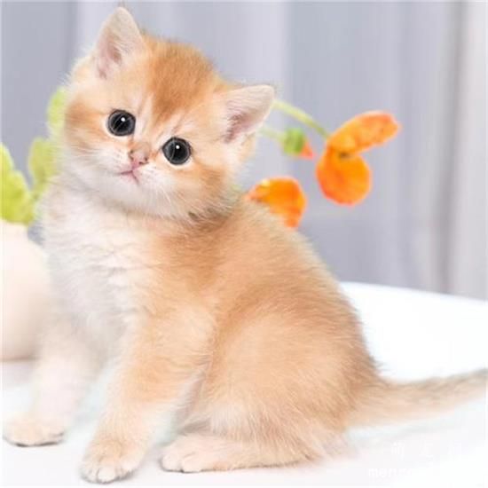 <a href=/tag/maozhuabing_2579/ target=_blank class=infotextkey>猫抓病</a>会死吗？是猫身上的一种<a href=/tag/xijun/ target=_blank class=infotextkey>细菌</a>所致