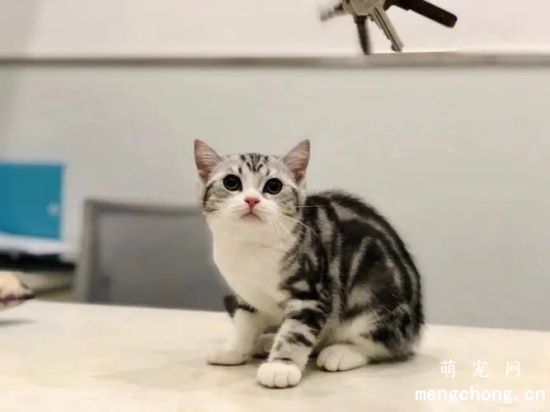 你适合养什么样的猫？