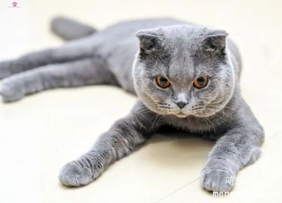 你适合养什么样的猫？