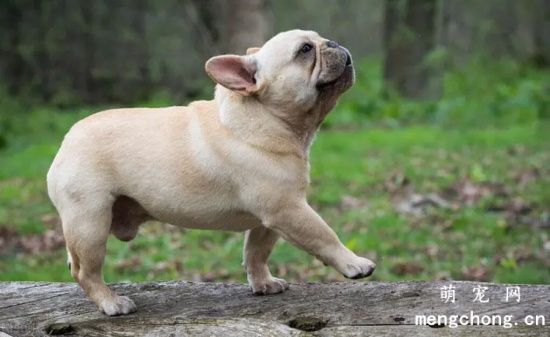 如何区分巴哥犬斗牛犬？