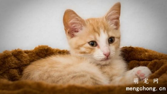 猫咪可以吃肥肉吗？