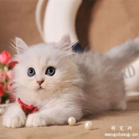 猫什么情况打缩宫针 什么时候给猫扎缩宫针