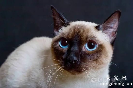 上班族适合养什么猫?