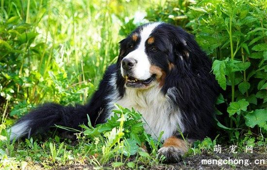 关注纯种犬的“遗传性疾病”