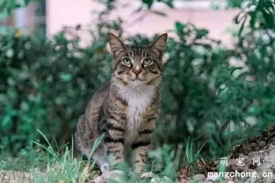 中国狸花猫多少钱？
