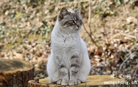 猫咪自发性膀胱炎的病因症状与诊断治疗