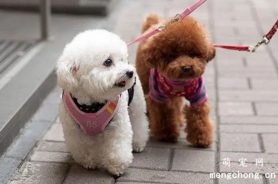 养贵宾犬注意事项