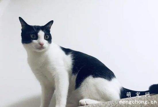 奶牛猫是最皮的猫吗？