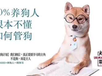 帅宠训犬工作室