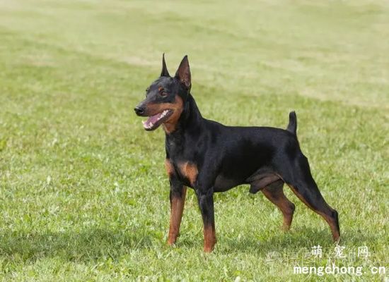 迷你杜宾犬档案