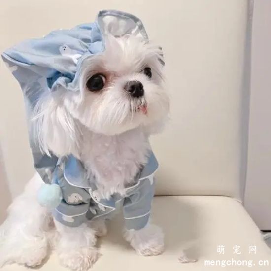 怎么给马尔济斯犬清理肛门腺?