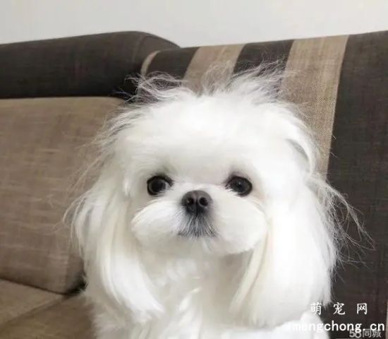 马尔济斯犬乱咬东西怎么办？