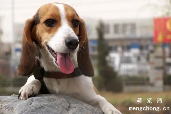 如何护理比格犬的耳朵?