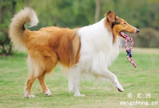 苏格兰牧羊犬受伤了怎么办?