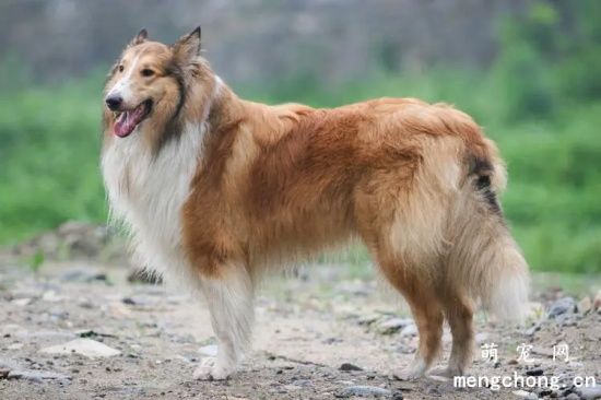 苏格兰牧羊犬的牙齿问题