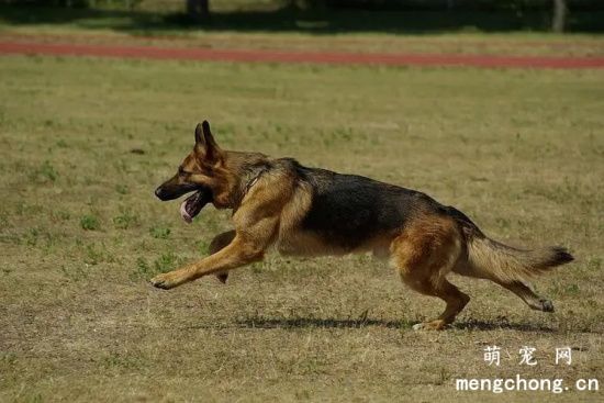 德国牧羊犬常见的皮肤病