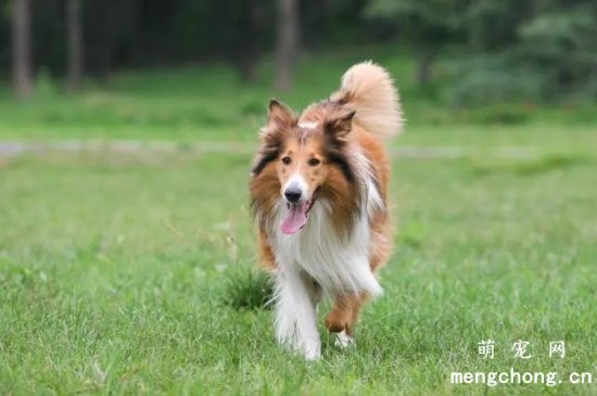 苏格兰牧羊犬呕吐的原因