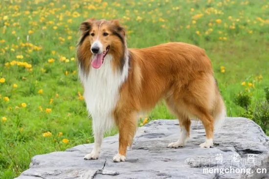 苏格兰牧羊犬怕冷吗