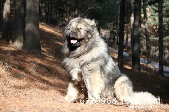 高加索犬冬天怎么过