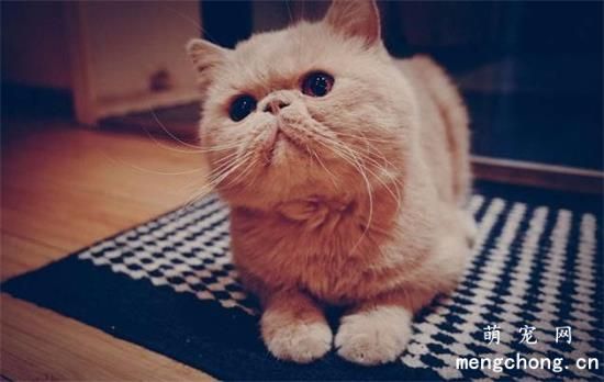 猫咪吃鱼过多的危害性