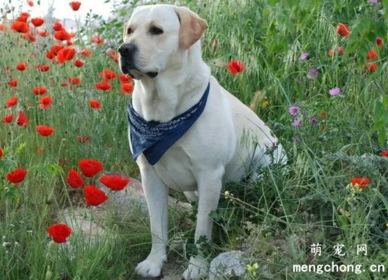 如何预防拉布拉多犬流产？