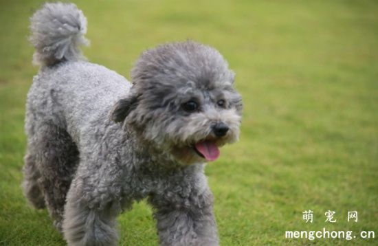 泰迪犬便秘怎么办？