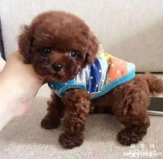 泰迪犬怕冷吗?