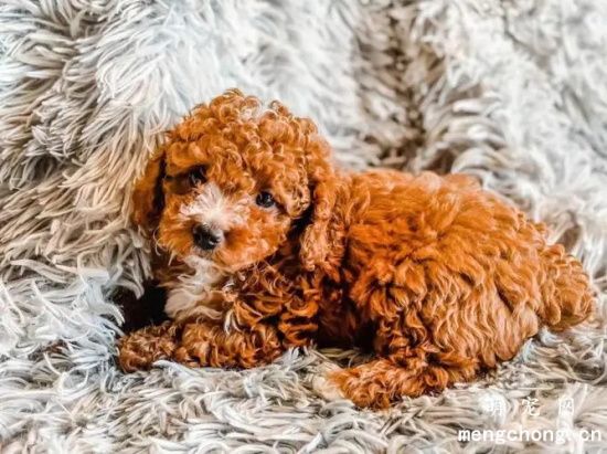 泰迪犬厌食怎么办？