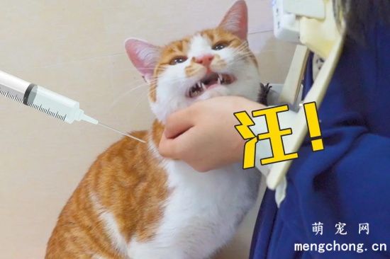 给猫咪打针需注意什么?