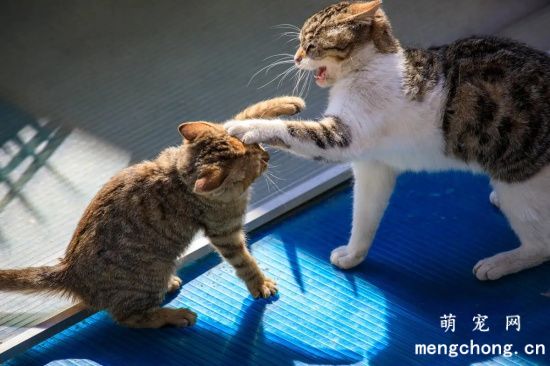 什么样的猫咪喜欢打架？猫咪喜欢打架的原因