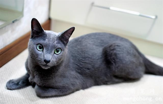 长毛猫和短毛猫的护理方法