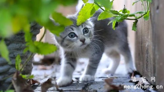 养猫家庭不能种植的植物有哪些？猫咪植物中毒应怎样处理