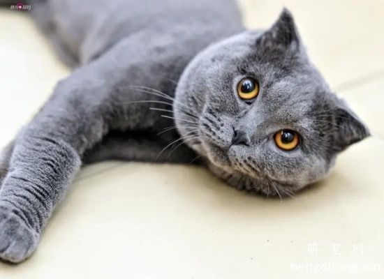 猫咪会有月经吗？猫咪出血是怎么回事？