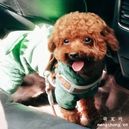 泰迪犬呕吐怎么办