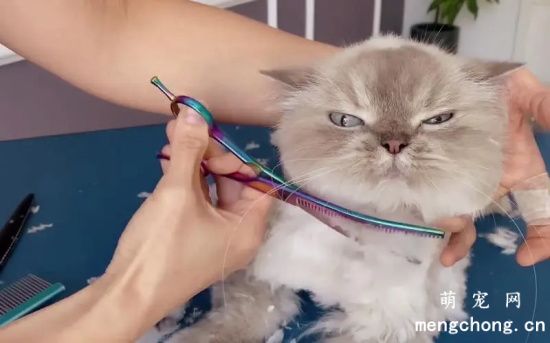 给猫咪剪毛的好处有哪些？如何给宠物猫修剪？