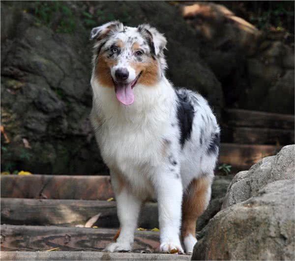 狂犬病免疫门诊体育场南路6号院2号楼