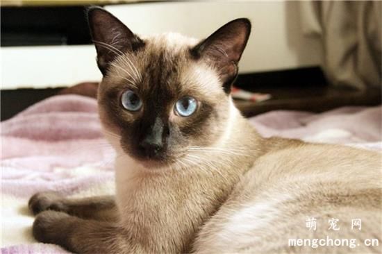 <a href=/tag/maomeirong/ target=_blank class=infotextkey>猫咪美容</a>与保健中的常见问题和注意要点