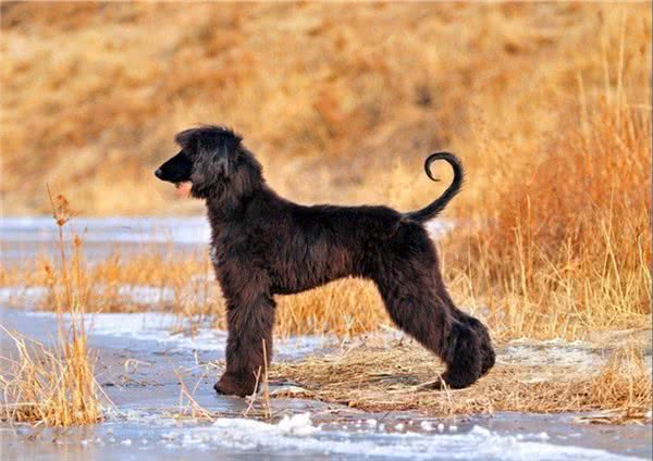 上海狗场犬舍繁育基地