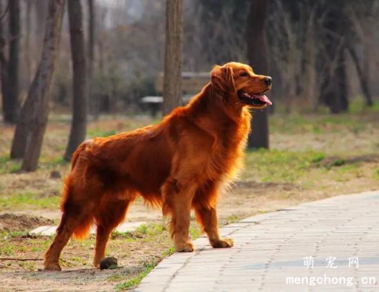 金毛犬常见的皮肤病有哪些？