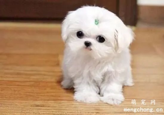 马尔济斯犬<a href=/tag/shiwuzhongdu/ target=_blank class=infotextkey>食物中毒</a>怎么办