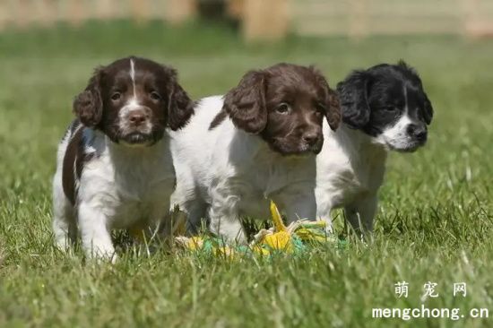 英国史宾格犬智商高吗