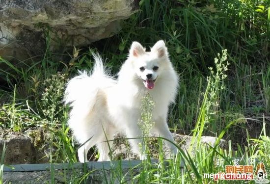 <a href=/tag/yinhuquan/ target=_blank class=infotextkey>银狐犬</a>一次生几只