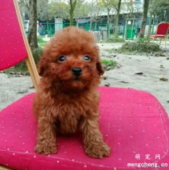 贵宾犬有跳蚤怎么办