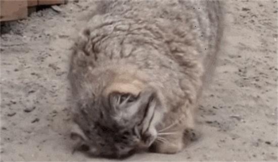 为什么猫咪喜欢在猫砂盆打滚，这是啥情况？